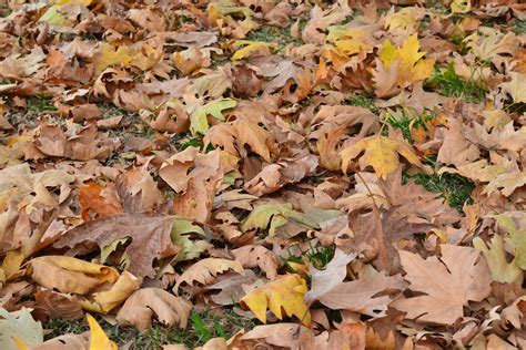 hojas secas - hojas de color